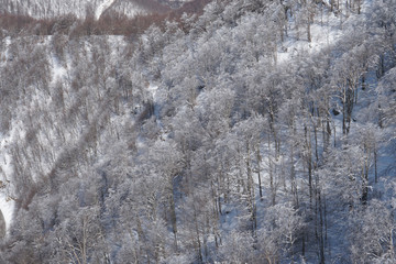 Winter tree in snow.