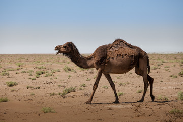Animals in the desert. Lens and light effects. Calm outback in the salt and sand desert of Iran....