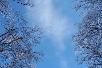 Winter tree in clouds