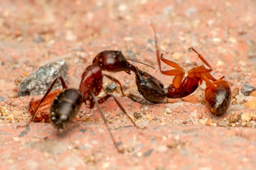 Beautiful Strong jaws of red ant close-up