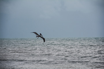Fototapeta na wymiar beard flying over the sea