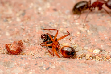 Beautiful Strong jaws of red ant close-up