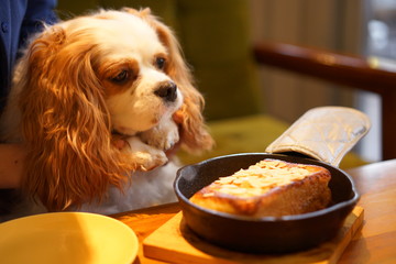 ドッグカフェのキャバリア