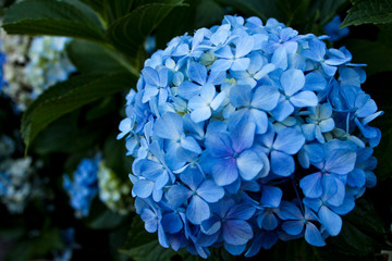 Fotos Graziela Gon&ccedil;alves