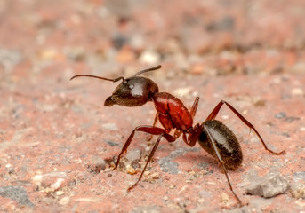 Beautiful Strong jaws of red ant close-up