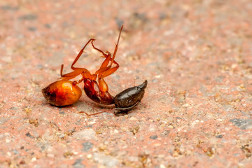 Beautiful Strong jaws of red ant close-up