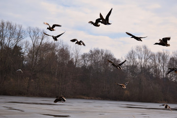 Fliegende Ente vor bewölktem Himmel flying ducks with clouded background