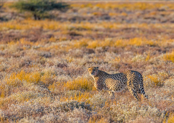 Hunting Cheetah - Etosha National Park