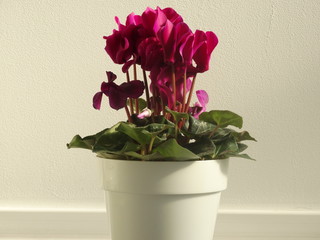 Pink Blooming Flowerin a Flower Pot isolated on a White Background, Interior decoration