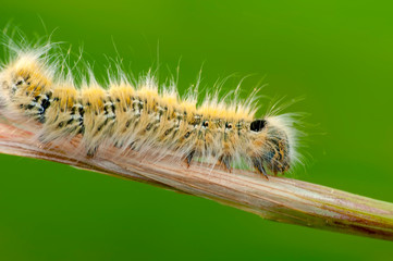 Beautiful   Сaterpillar of butterfly  - Stock Image