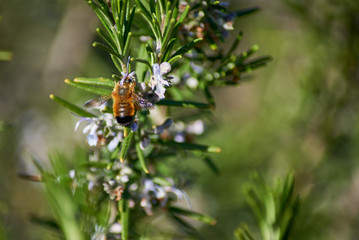 Macro naturaleza