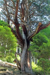 Fototapeta premium 大久保のヒノキ