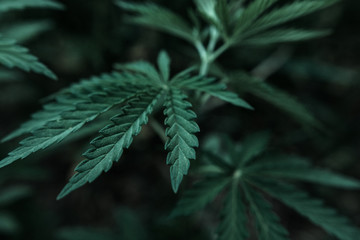  marijuana  background. bush cannabis.
