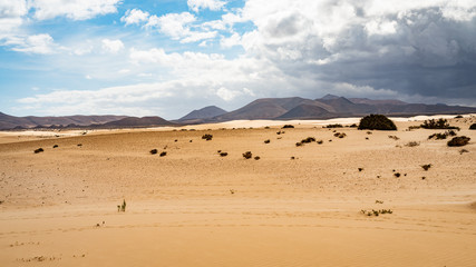 Fototapeta na wymiar Nature reserve Dunes of Corralejo. Fuerteventura. Canary Islands. Spain 