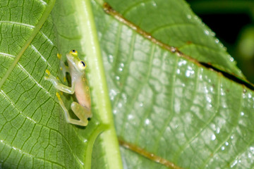 Reticulated Glass Frog in the Wild Rain Forest, Puntarenas, Costa Rica