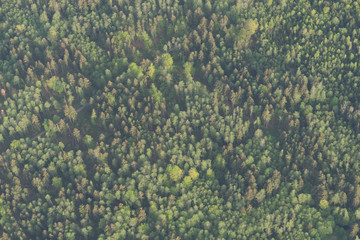 Wald-Landschaft im bayerischen Voralpenland