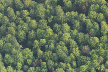 Fototapeta na wymiar Wald-Landschaft im bayerischen Voralpenland - Luftbild