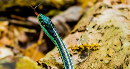 Plains garter snake close up macro