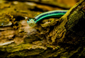 Plains garter snake close up macro