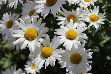 Large blooming daisies in the green grass