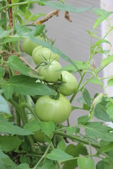 large green tomatoes on a branch