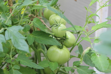 large green tomatoes on a branch