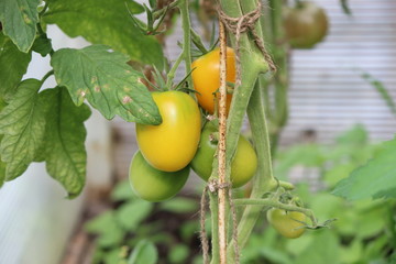 Yellow tomatoes ripen on branches