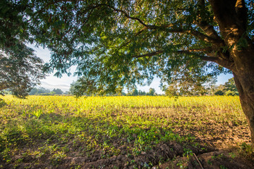 Plantação de girassol em Inle Lake, Myanmar