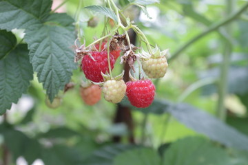red raspberry on the branch