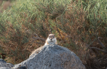 Fuerteventura chipmunk - barbary ground squirrel sitting on the rock. 
