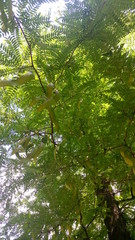 Obraz premium green leaves in the forest, tree, acacia, nature