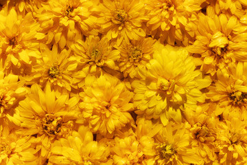 Sunny background of yellow flowers