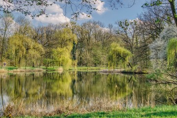 spring in the park, trees are drenched in fresh greenery, picturesque trees reflect in the pond