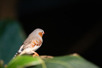 Female Zebra Finch on Branch - Postcard