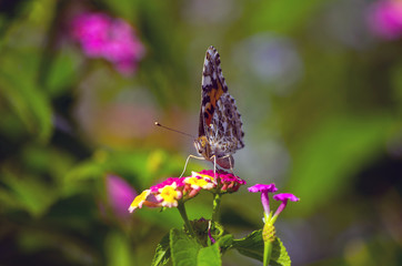 蝶　ミドリヒョウモン	