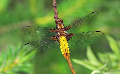 Libellula depressa (broad-bodied chaser or broad-bodied darter) a common dragonfly
