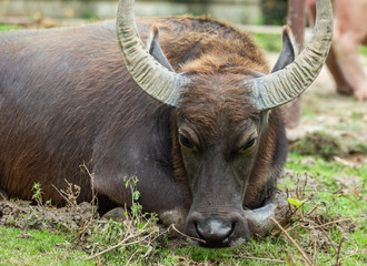 Close up buffalo in the open zoo. Buffalo in Thailand.