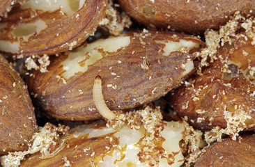 Caterpillars of indianmeal moth (Plodia interpunctella) damaging dried almonds
