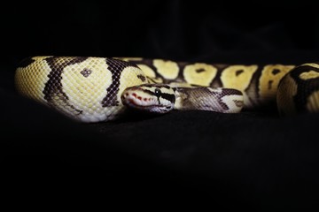 Snake