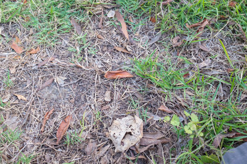 Obraz premium trawa i liście na ziemi