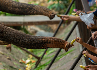 Elephant in Thailand. Elephant in the zoo.