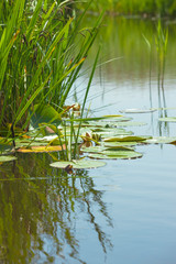 Plants in Water near Lakeside / Leaves of water lily swim on surface of tranquil pond (copy space)
