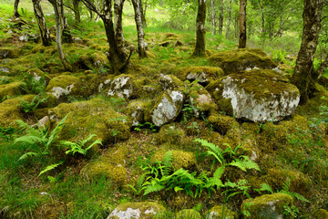 Moss covered rocks in birch tree forest at the foot of Ben Nevis Mountain at Steall Gorge Scottish Highlands Scotland UK