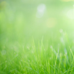 Blurred Nature Summer Spring Green grass Background