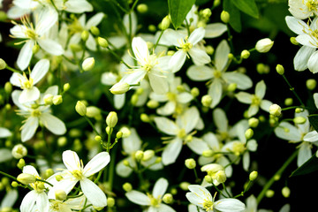 White flowers Clemethas