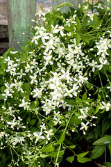 White flowers Clemethas