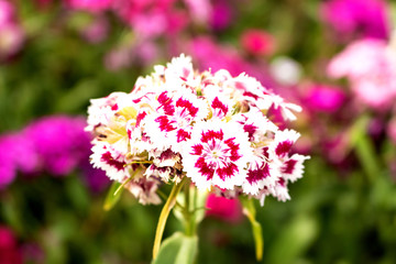 In the garden grows a beautiful white with a pink flower.  Turkish carnation