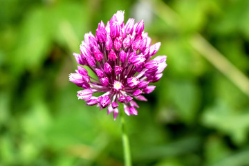 Lilac flower of garlic, close-up.  Grows in the garden.