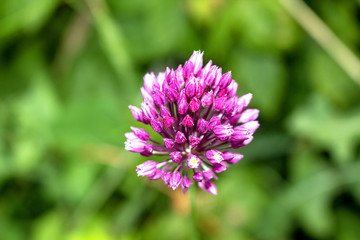 Lilac flower of garlic, close-up.  Grows in the garden.