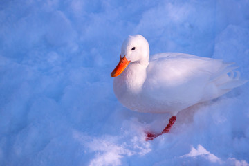 White Pekin duck is playing in winter or early spring time	